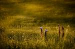 фото Рэй Брэдбери. Театр одной актрисы